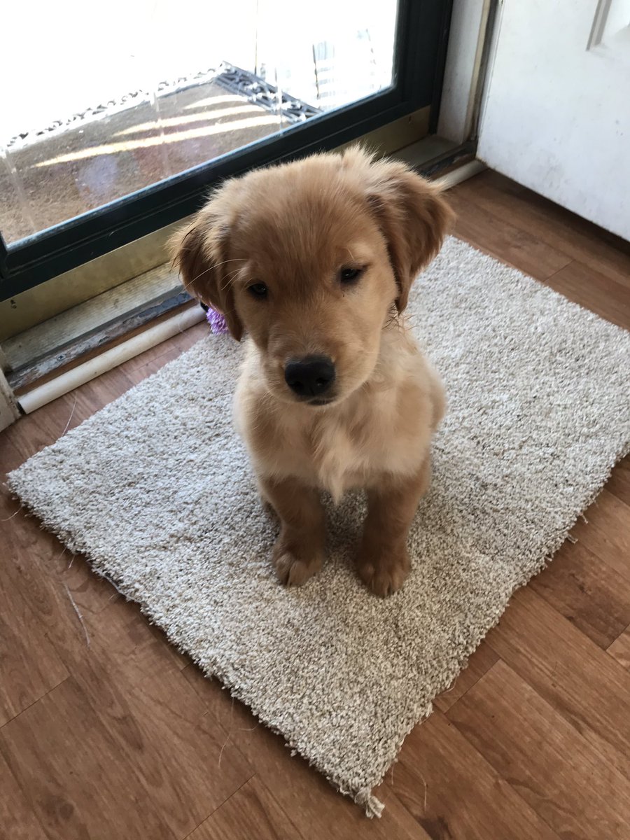 ECUTT91's tweet photo. #todaypuppyparty https://t.co/uYAa5BrmZA