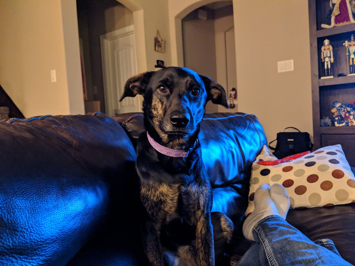 mhuiatt's tweet image. #TodayPuppyParty