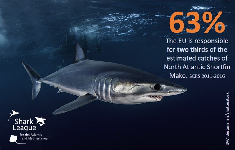The Shark Trust tweet media