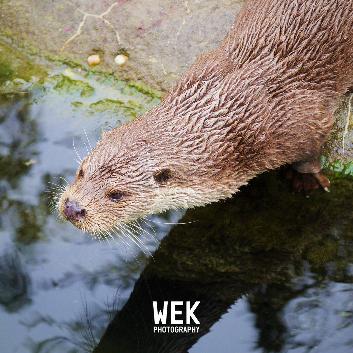 WEKPhotography's tweet photo. 📷 Eurasian otter, Blijdorp Zoo, Rotterdam.

#blijdorp #blijdorpzoo #diergaardeblijdorp #blijdorprotterdam #blijdorpzoorotterdam #dierentuin #diergaarde #rotterdam #otter #otters #otterlove #otterlife https://t.co/Vk1vP3TiLQ