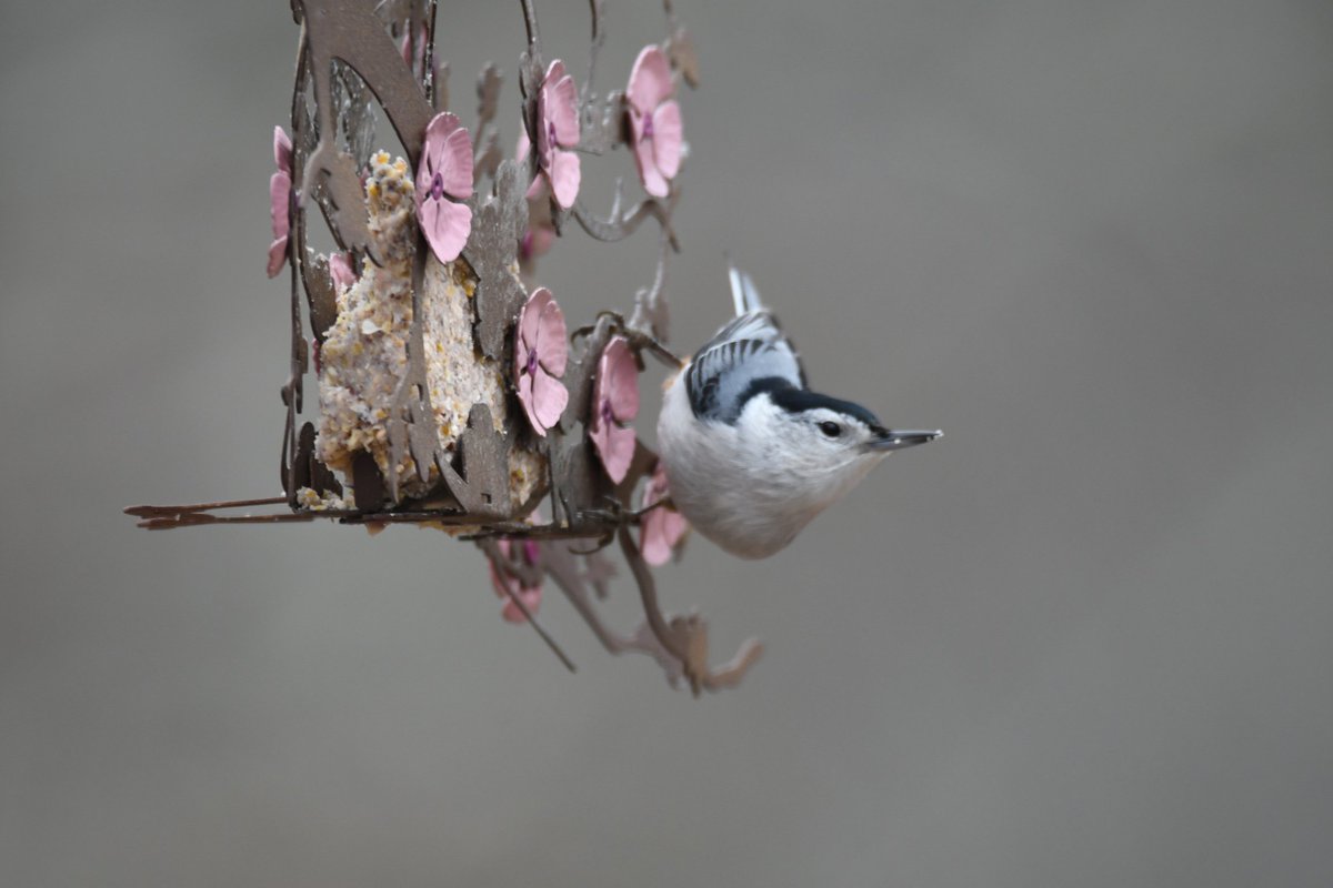 DesertSteel's tweet photo. Cherry Blossom Suet Feeder, designed exclusively by Desert Steel.

Art Sparked by Nature.

https://t.co/HCQSg4RYKq https://t.co/SpvQB3FZS3