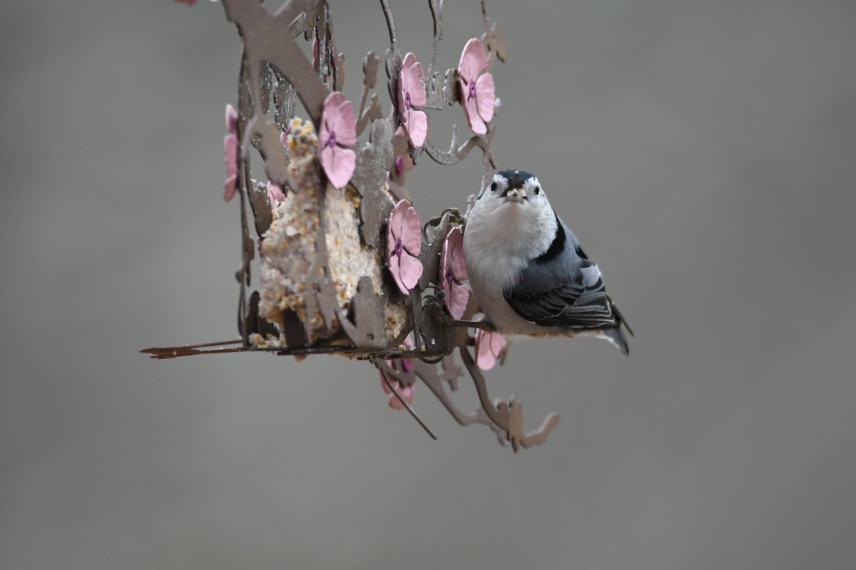 DesertSteel's tweet photo. Cherry Blossom Suet Feeder, designed exclusively by Desert Steel.

Art Sparked by Nature.

https://t.co/HCQSg4RYKq https://t.co/SpvQB3FZS3