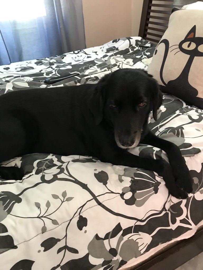 BrunildaNegron's tweet image. Lady was not a shelter dog she was rescues off the streets in Dorado PR. My rescuers promise was to Vet, rehabilitate and rehome. She was a failed foster, has been with me about 6 years