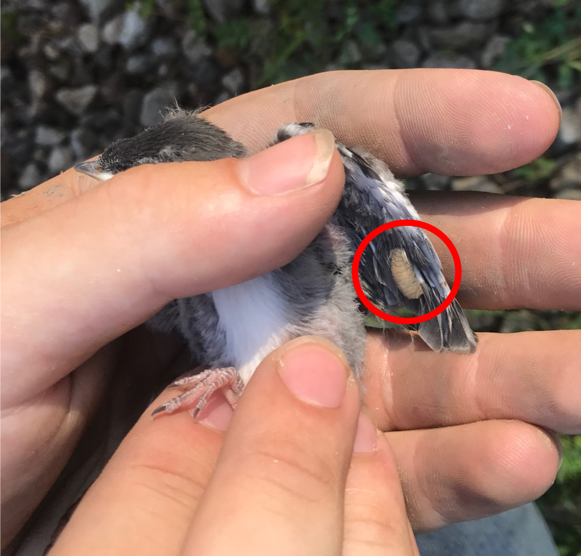 BugswithBekka's tweet photo. Dr. Kelly Williams & I received funding from @ColumbusAudubon to support our Avian Parasitic Fly Project (AKA #VampireMaggots - maggots that drink baby bird blood)! Follow me for #Research updates & #LIVE #ScienceTweets!
#OUinsects #Ohio #Birds https://t.co/4v7NEm2lsL