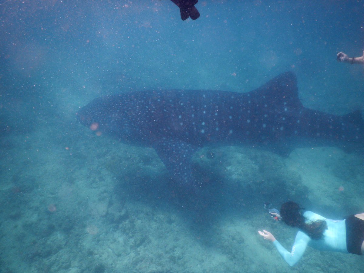 An amazing day with <a href="/mwsrp/">Whale Shark Research</a>. Many thanks to the amazing Baz &amp; Shami and the whole crew - 3 encounters, two-sharks interaction and a bait ball. Stay posted <a href="/GeosciencesEd/">School of GeoSciences @ University of Edinburgh</a> <a href="/shennige/">Sebastian Hennige</a> <a href="/marioray11/">Mario Ray</a>