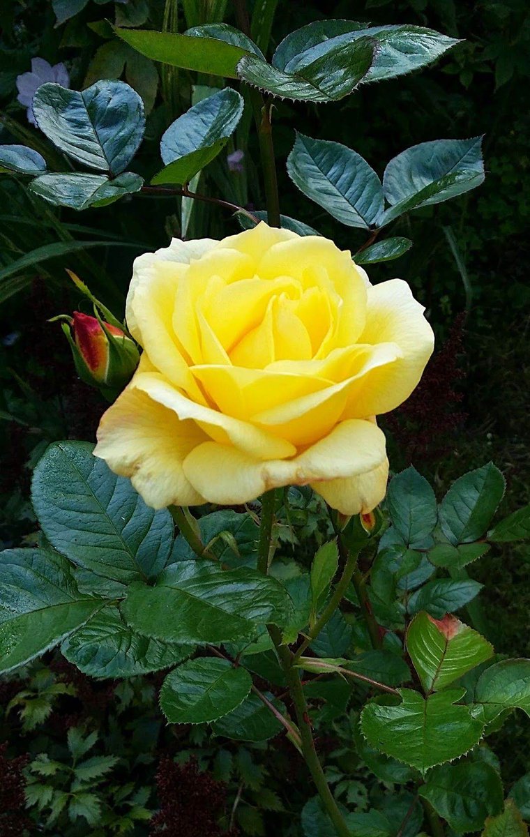 Chamarichobdee On Twitter Good Night Sweet Dreams Dear Friends