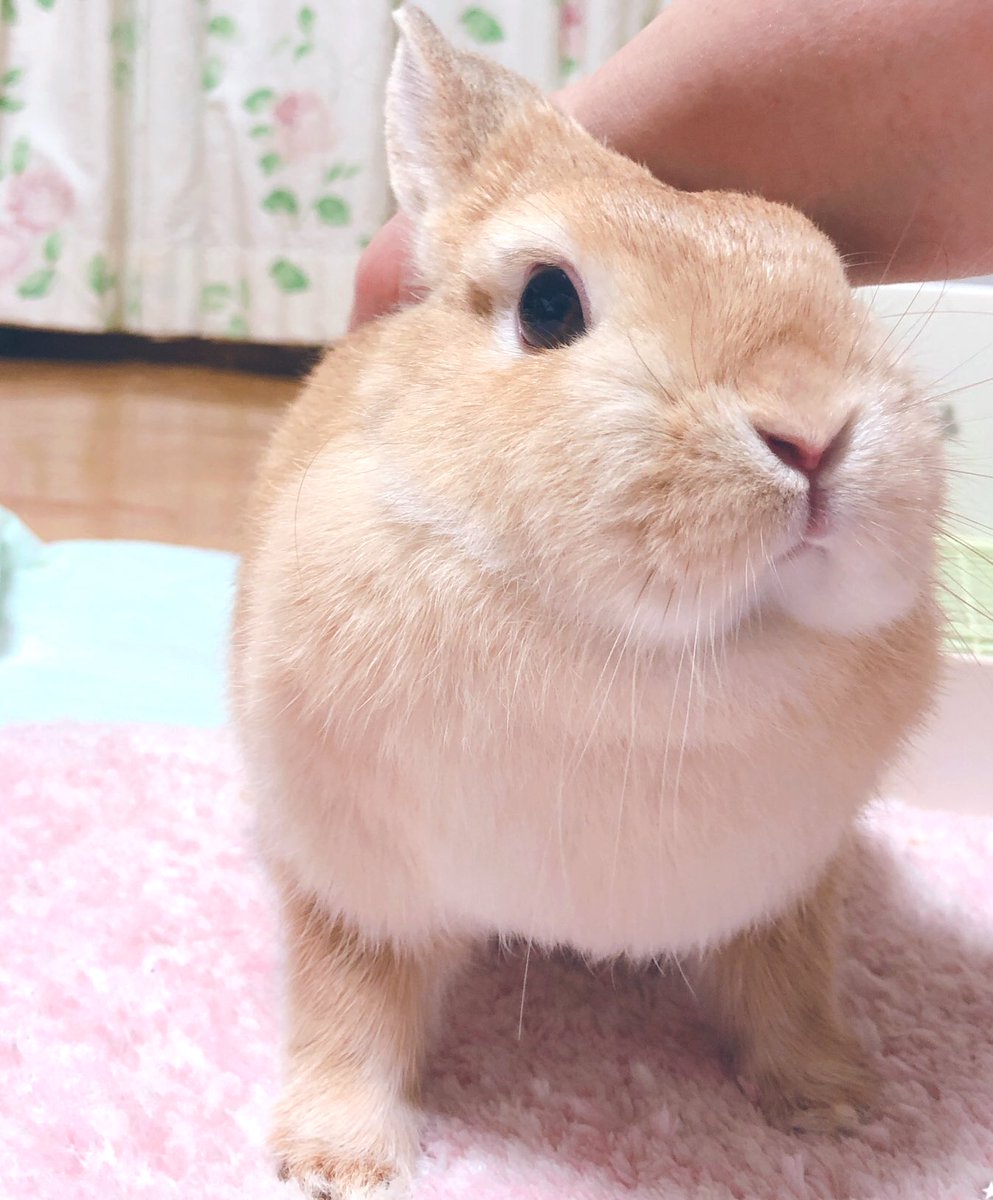 Rie Habu うさぎファース党 背中を撫でるのだ と うさぎ様からお告げが Rie Habu うさぎファース党 背中を撫でるのだ と うさぎ様からお告げが