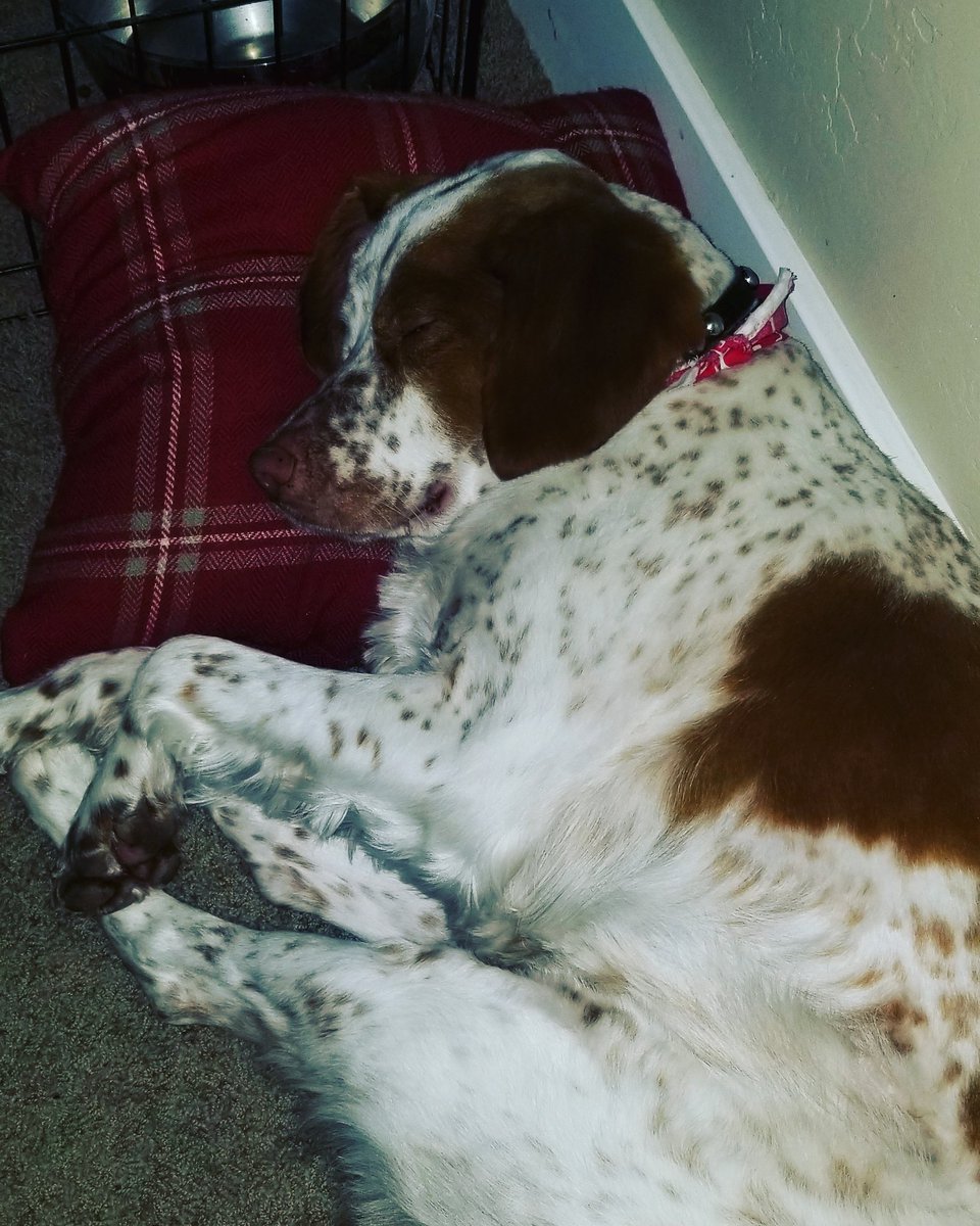 secondself3's tweet image. Hunter's all parties out. #TODAYPuppyParty