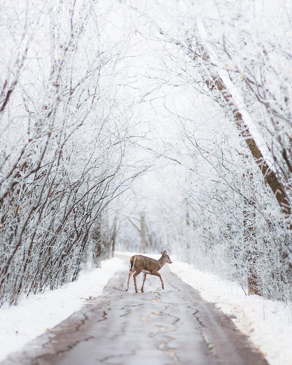 RoyalCanadianLegion tweet media