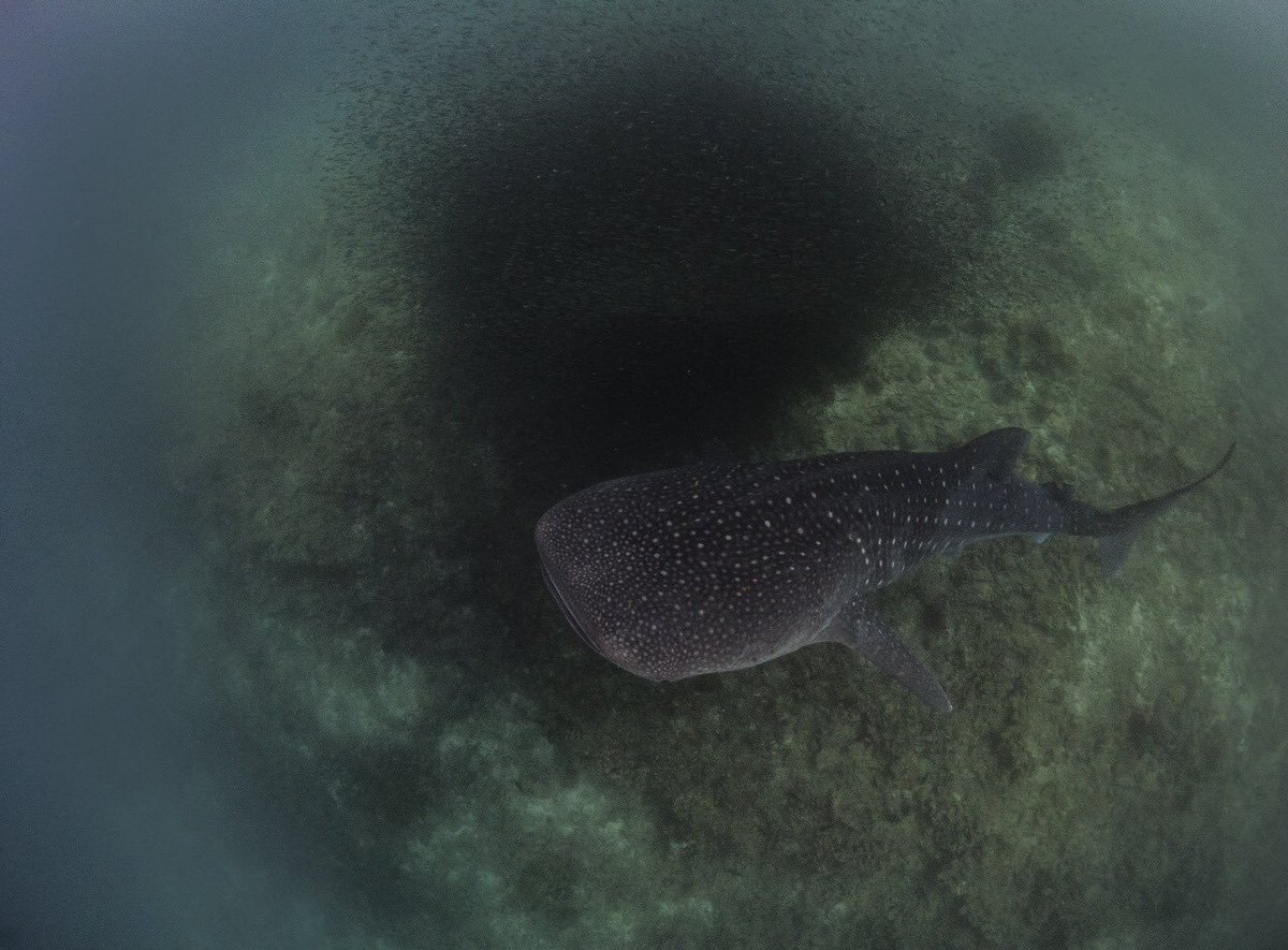 Our first remarkable moment today - #whaleshark feeding on dense bait ball of tiny fish <a href="/GeosciencesEd/">School of GeoSciences @ University of Edinburgh</a> Marine Masters fieldcourse <a href="/shennige/">Sebastian Hennige</a> <a href="/marioray11/">Mario Ray</a> <a href="/mwsrp/">Whale Shark Research</a>