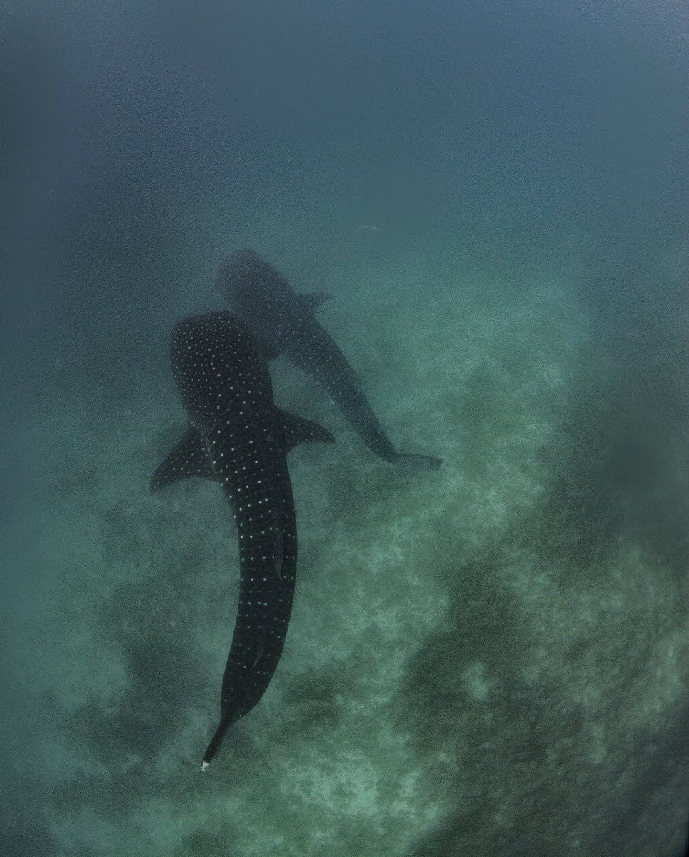 Our second remarkable moment today - 2 #whaleshark interact around a bait ball of tiny fish <a href="/GeosciencesEd/">School of GeoSciences @ University of Edinburgh</a> Marine Masters fieldcourse <a href="/shennige/">Sebastian Hennige</a> <a href="/marioray11/">Mario Ray</a> <a href="/mwsrp/">Whale Shark Research</a>