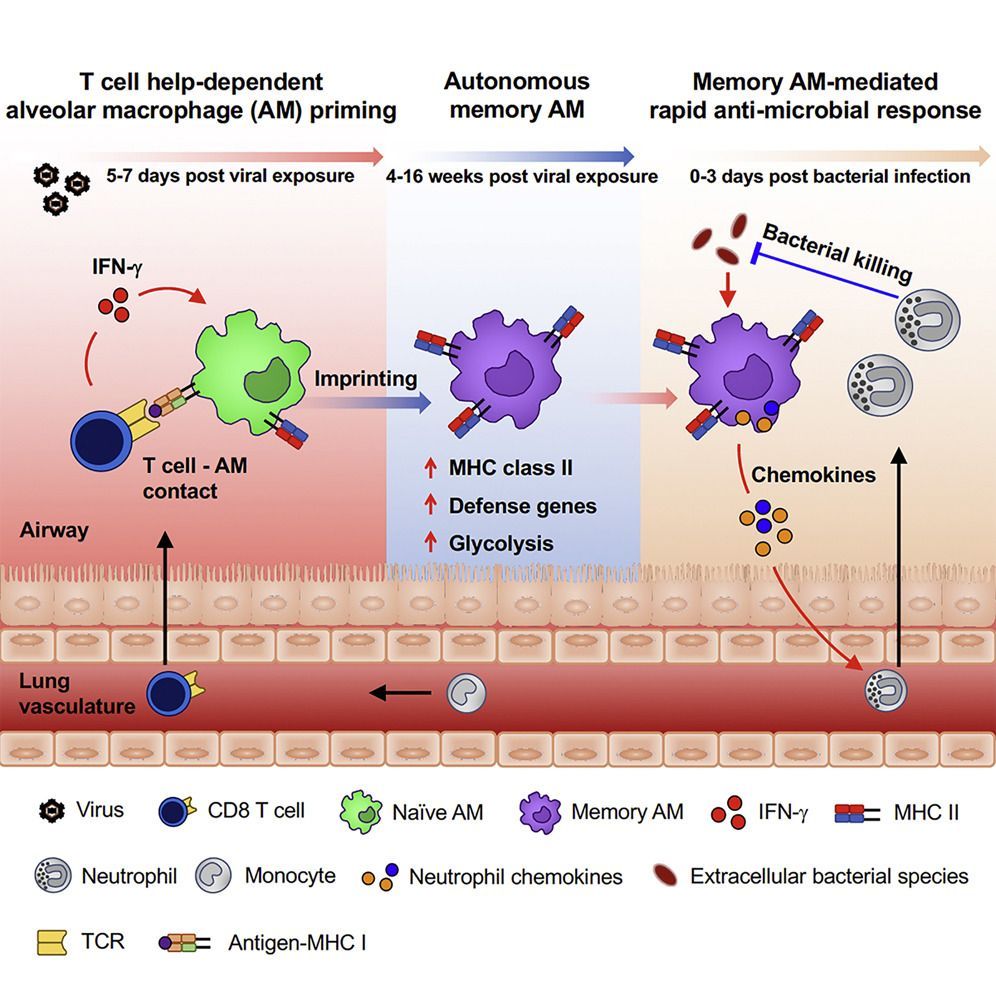 mmw_lmw's tweet photo. #Memory_MacroPhage | Respiratory viral infection induces lasting innate memory alveolar macrophages | Zhou Xing @McMasterU @CellCellPress https://t.co/pAzJRozGLV | #2018_OctReCap https://t.co/rjujDpffir