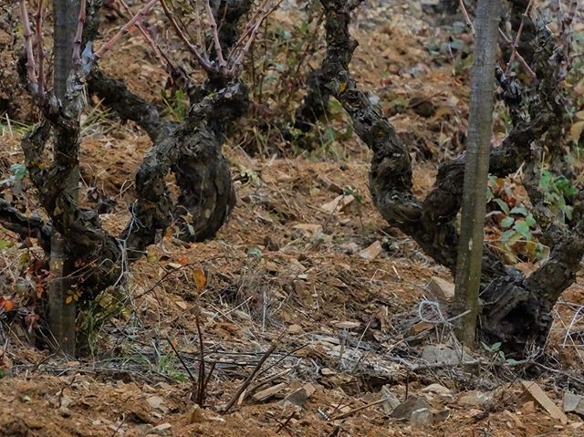 WineloversVins's tweet photo. La finca de la #Neyna, una de #LesViniferes de #Wineloversvins, descansant per tornar amb força al Març! #winelovers #socialwines #priorat #domontsant https://t.co/DVHHqcpRCZ https://t.co/7p8D823C8A