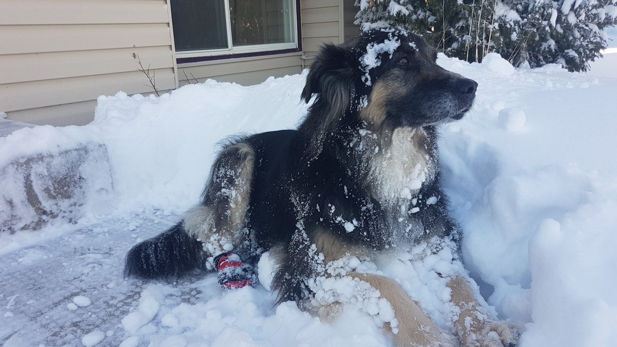 Denezy's tweet photo. How to love winter:
Step 1: Get a dog.
That's all.
#Winnipeg #Winter #Neechi #Snowdog https://t.co/7OojEYuAcn