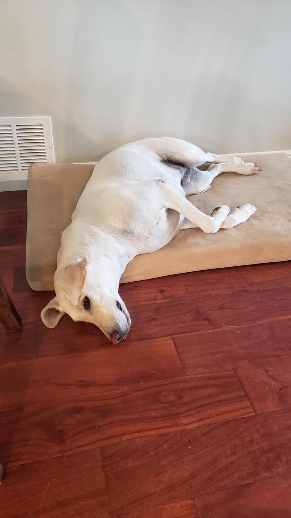Sleepy Gracie #TODAYPuppyParty