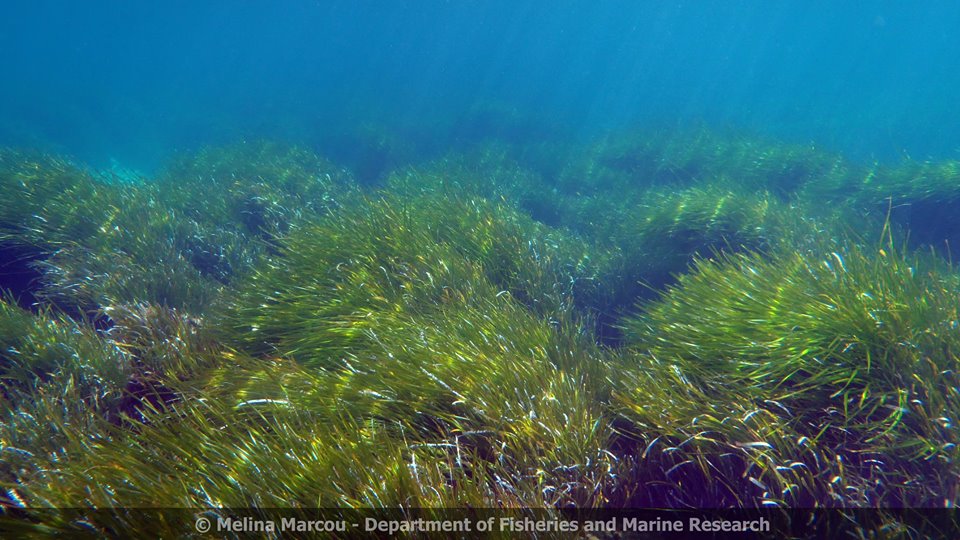 RECONNECT_BMP's tweet photo. Next time you are in #CavoGreko, #Natura2000 area, on your quest of finding the #legendary "Filiko Teras” (or "Sea Monster"), don't miss the stunning natural views, crystal-clear waters, #Posidonia oceanica meadows, #Cymodocea nodosa sandbanks and many many more...! https://t.co/b7VqGERsK5