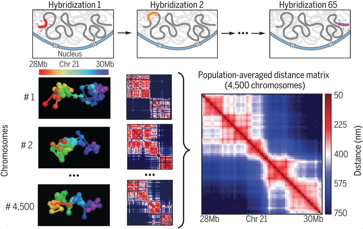 mmw_lmw's tweet photo. #Super_Resolution Chromatin Tracing | Reveal domain structures in single cells | Xiaowei Zhuang @Harvard @sciencemagazine https://t.co/U6ttaEX4ei | #2018_OctReCap https://t.co/I6ISLBHhaA