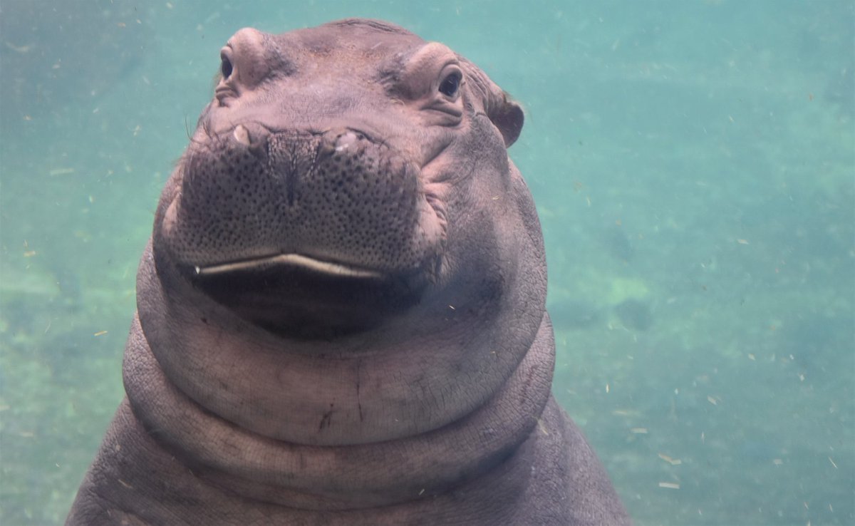 CincinnatiZoo's tweet photo. ☀😎 + temps in the 50's = Fiona is outside today! 🎉🙌 https://t.co/n67Ex8ZIqg