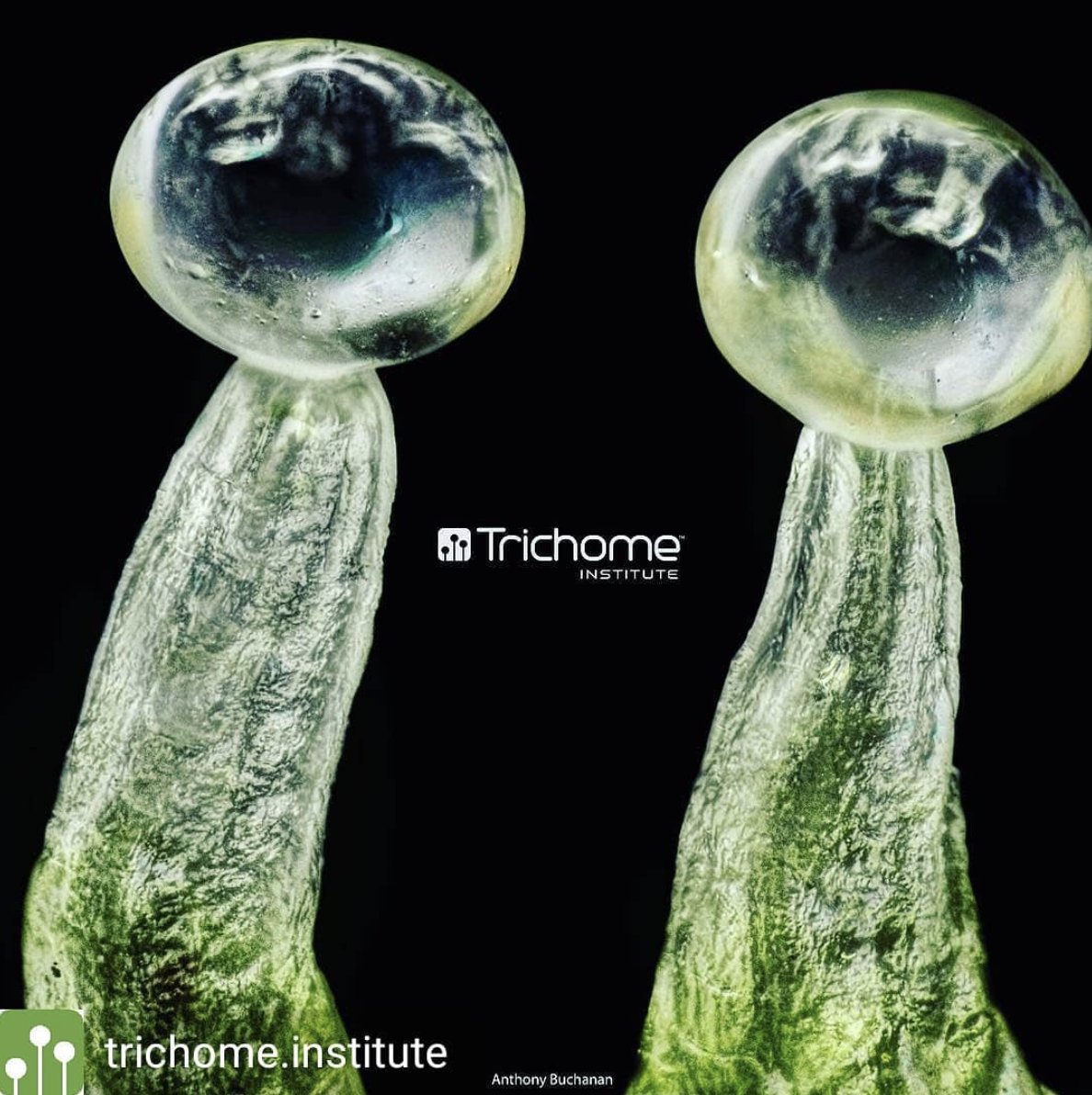 AceTheGrow tweet media