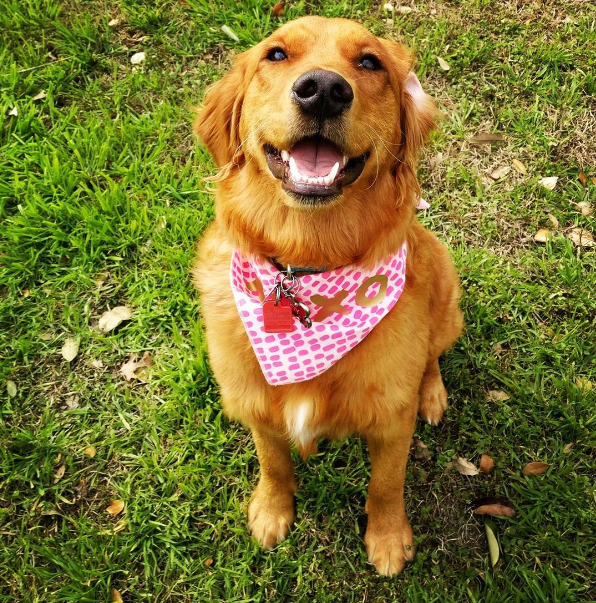 timetopet's tweet image. The staff at Time To Pet want to introduce you to their furry friends. Everyone say hello to Joy! She loves sticks and cuddling up on the couch with her mom, Jenna. Use the hashtag #dogsoftimetopet and show off your canine companions! #timetopet #dogsofinstagram