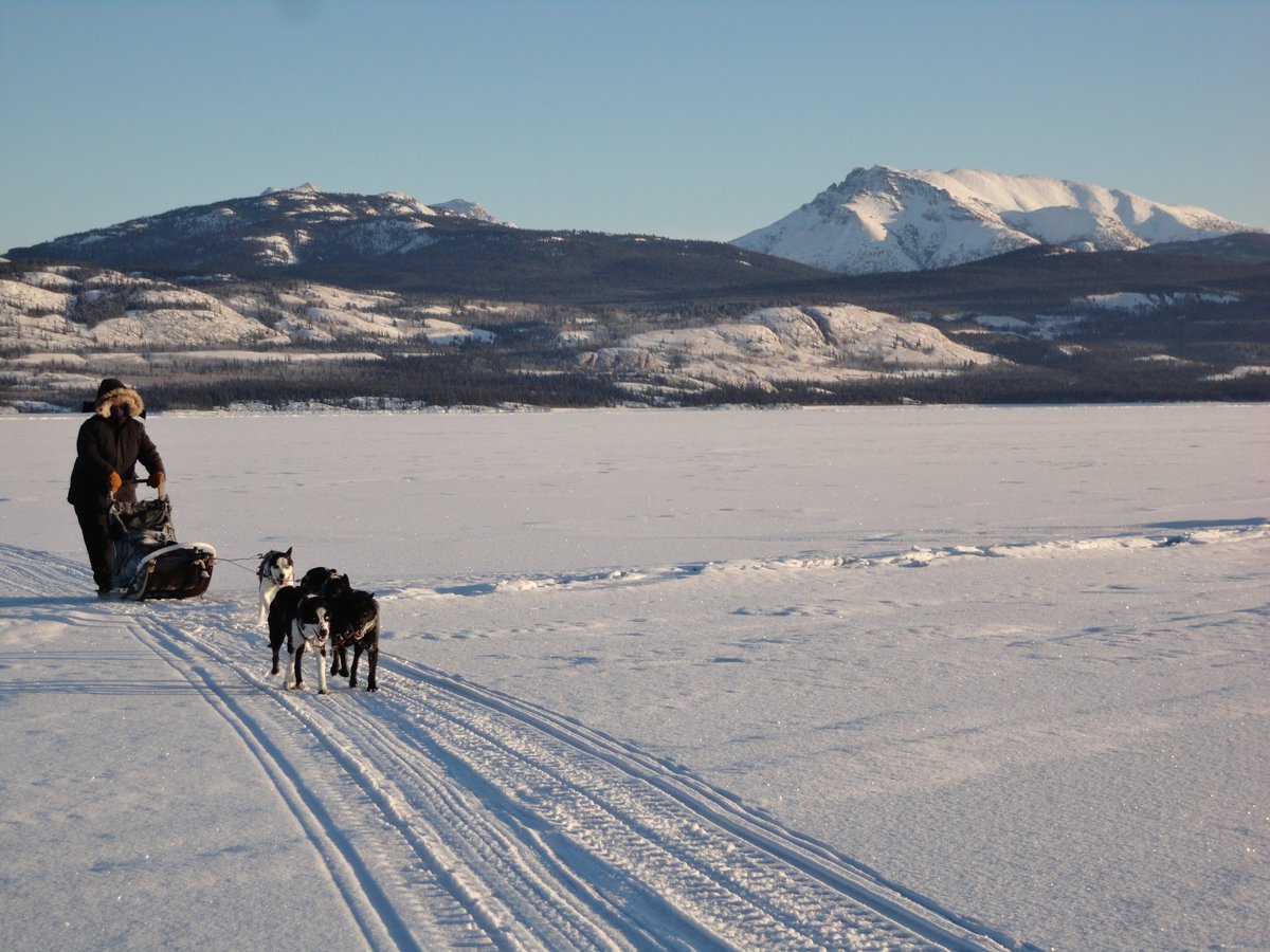 Dog sledding on a sunny winter day near our home on Lake Laberge #yukon #ExploreYukon