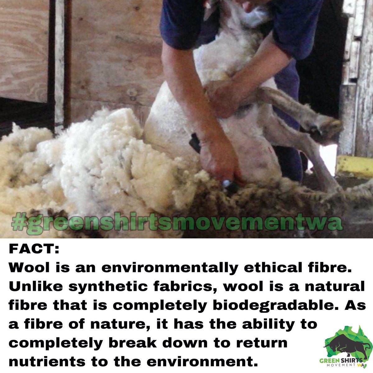 GreenshirtsWA's tweet photo. Wool Fact:
If you were to bury a synthetic jumper & a woollen jumper, only the woollen jumper would completely break down AND benefit the soil you buried it in. Prince Charles conducted this very experiment in the gardens of Clarence House #greenshirtsmovementwa #woolfacts https://t.co/azHjhDXOKg