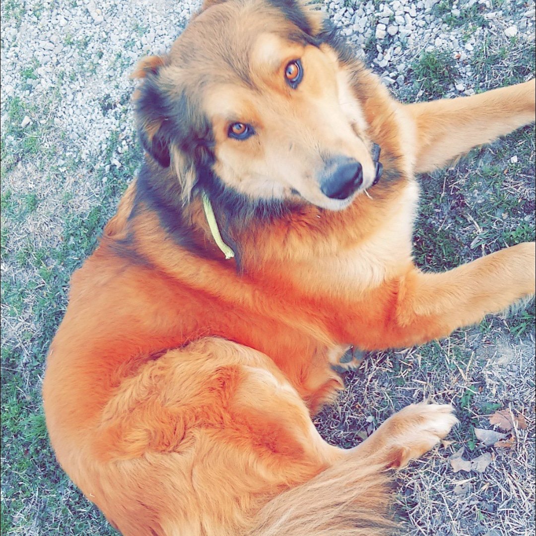 abuslon's tweet image. This is Xander, very friendly and sweet dog. Got out of the yard since Saturday afternoon in North of Claremore by Quail Creek Rd . If anyone seen him please contact Trish Newton 405.301.7056 or me Anna 918.527.3609