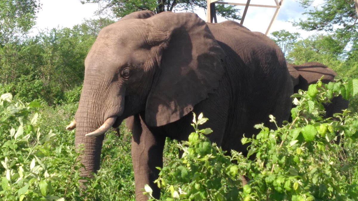 MelaHospitality's tweet photo. #shotleft #MeetSouthAfrica  #kruger #SouthAfrica #naturelovers #photograph #hospitality #socialmediamarketing #nature #photoshoot https://t.co/lB12wMsUDd