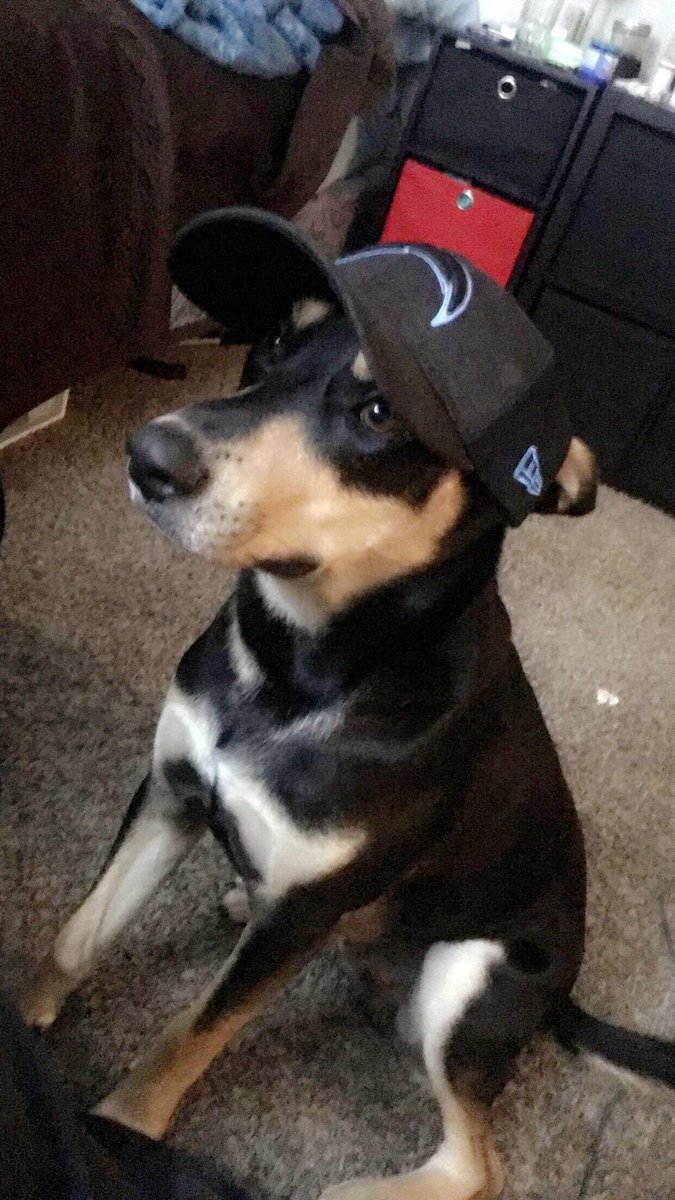 beautyandbolts's tweet photo. My brother's dog is even bolted up!! We're a @Chargers family! 😁😁😁⚡⚡⚡⬆️💛💙💛💙 #FightForEachOther #lachargers #nflpets #footballdog https://t.co/F6pDThUw0Q
