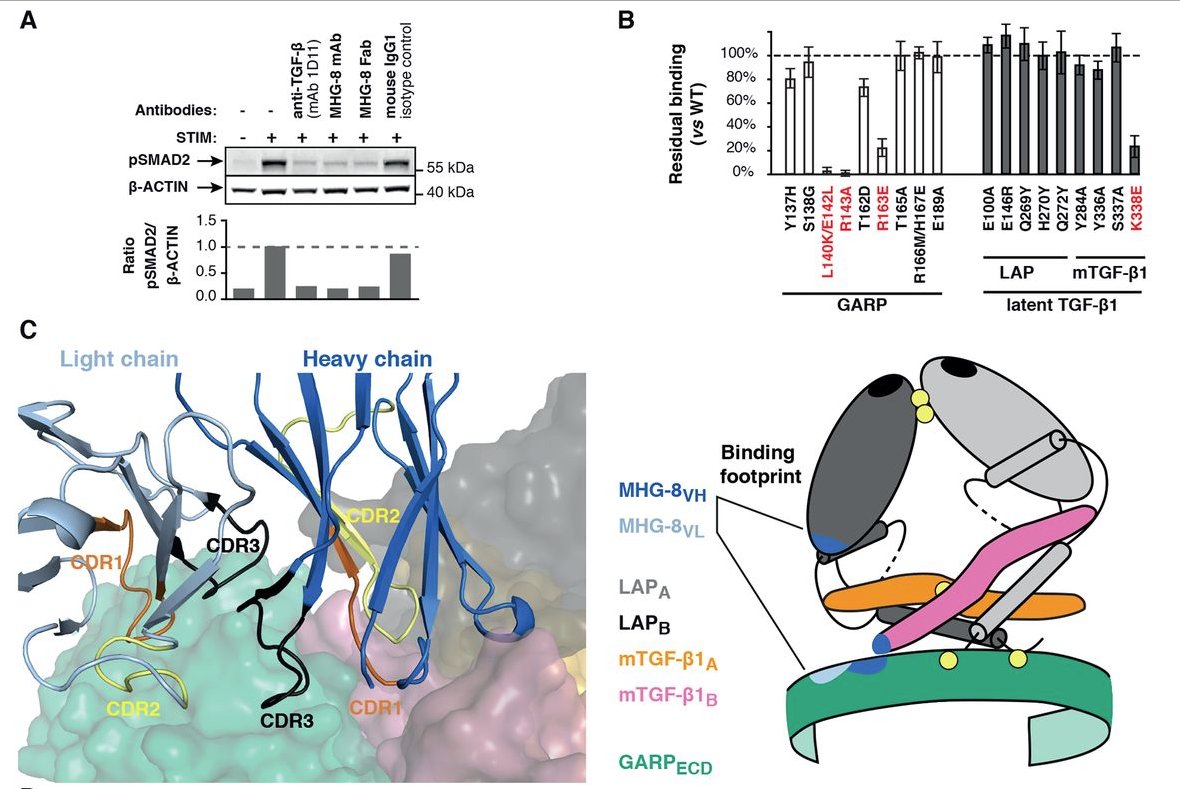 mmw_lmw's tweet photo. #Regulatory_T_Cells | Structural basis of latent TGFb1 presentation and Activation | an unusual medley of interactions to chaperone and orient the cytokine TGF-b1 for binding | Sophie Lucas @deDuveInstitute @sciencemagazine https://t.co/UqVz89vavn | #2018_OctReCap https://t.co/oSdQhcm5Ce