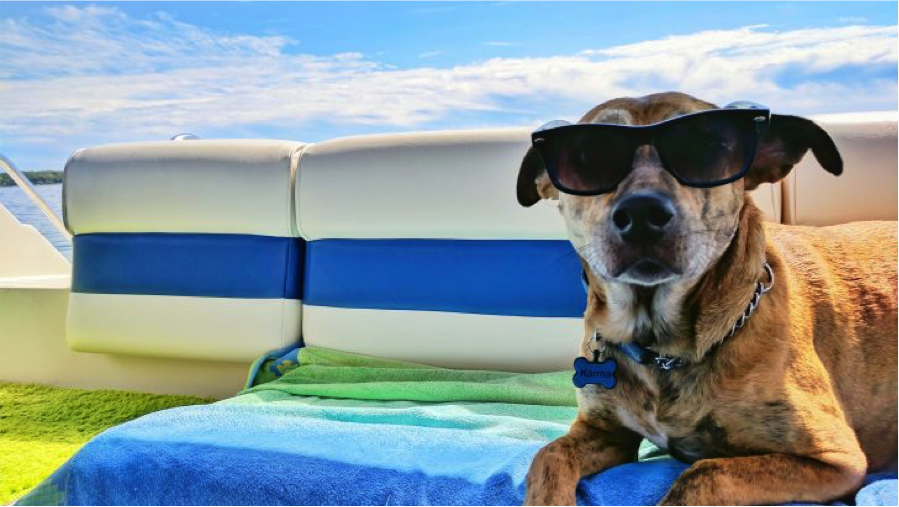 VetWELLPets's tweet photo. Daydreaming about taking a #vacation? Your #pup might be, too. Find out which dog-friendly vacation you should take this year: https://t.co/YrginvL6r4 https://t.co/8u4psX24cK