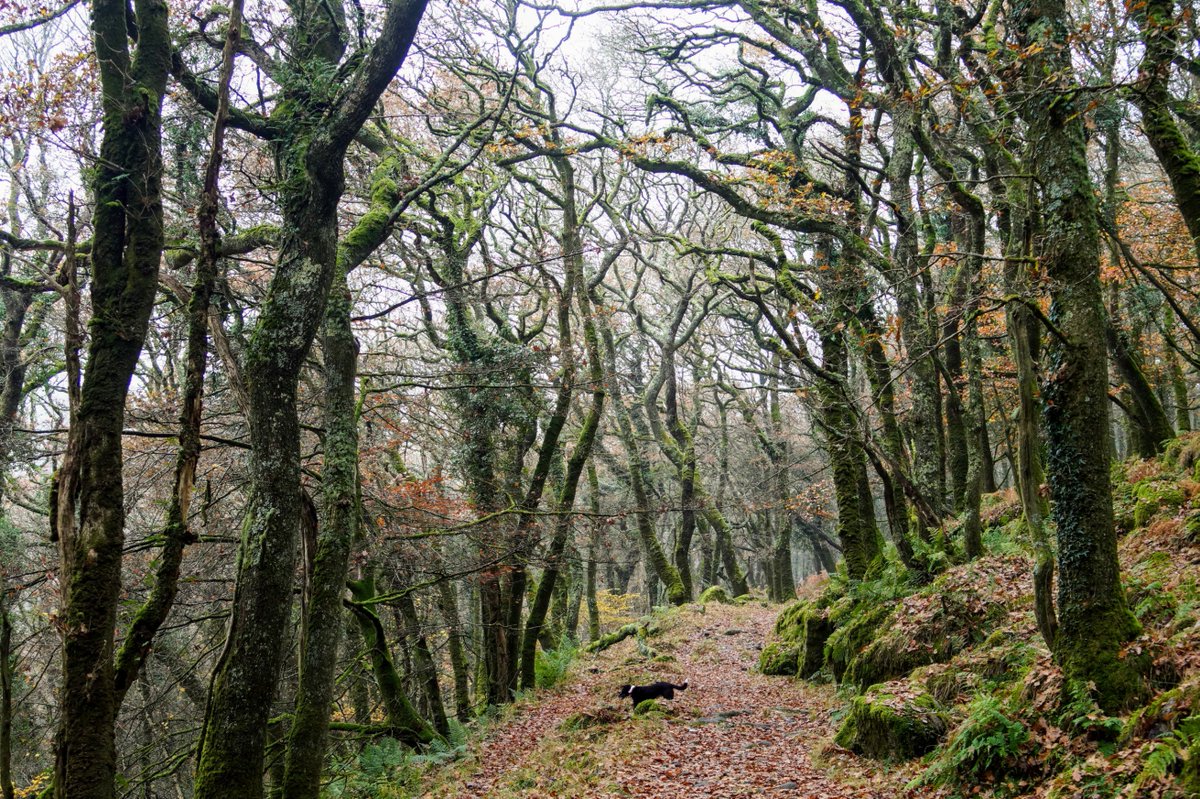chirpychappy1's tweet photo. More woodland walks. #Dartmoor #Cadover https://t.co/7pxZo3IVVs