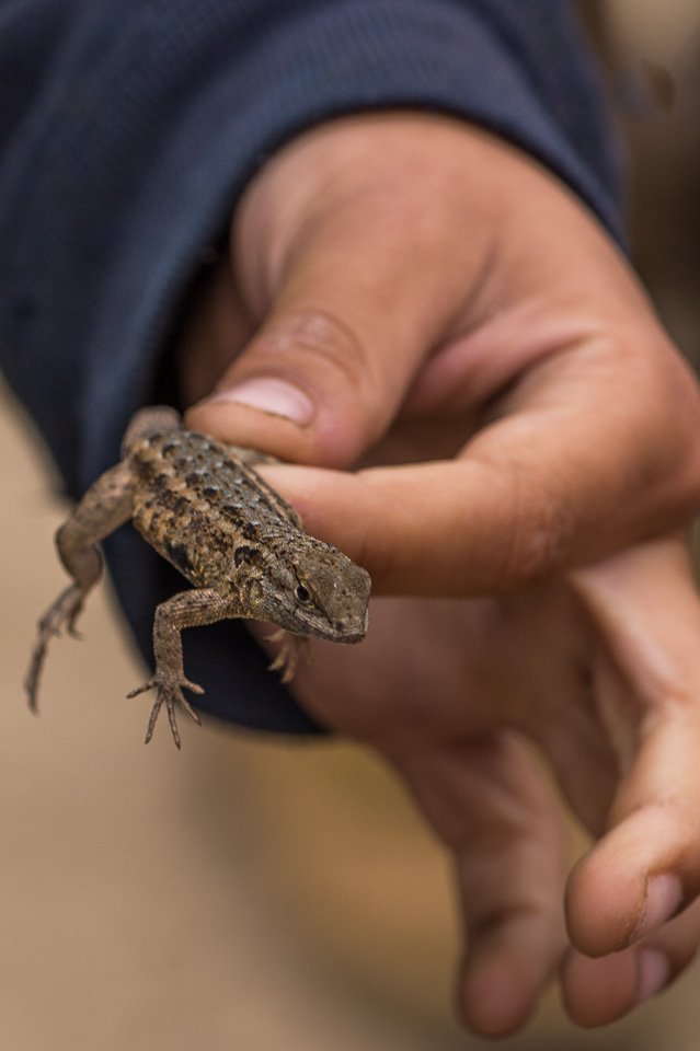 SoCalWild's tweet photo. A shout-out to our favorite local vertebrates: Snakes and Lizards! "Snakes control the rodent population. Lizards can stop the spread of a debilitating disease and keep insects in check." https://t.co/rl6v0mbEnR https://t.co/82rEJ6Fwu5