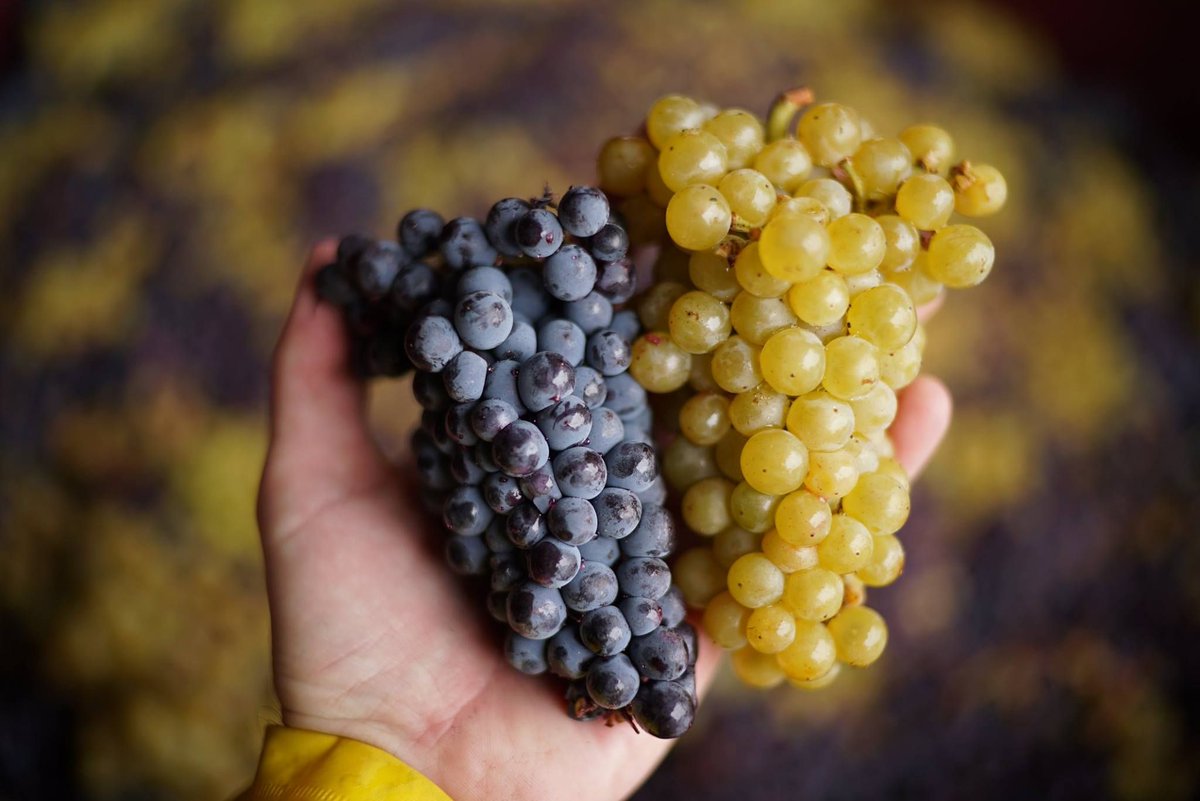 Cellar 503 tweet media