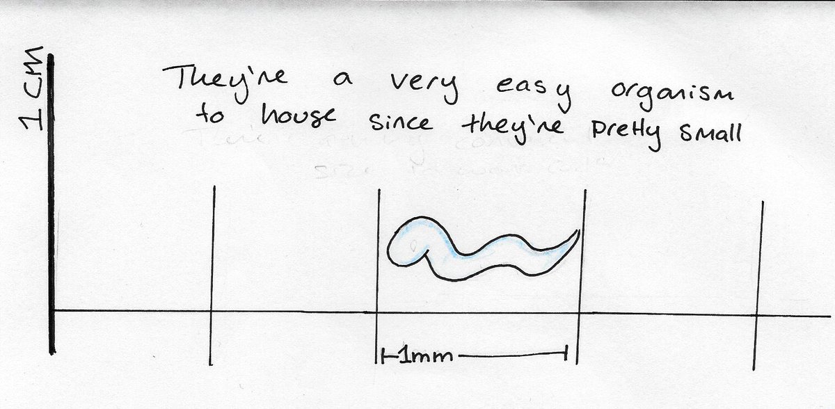 ellie_elegans's tweet photo. When most people think of “worms” they imagine big earth worms, but C. elegans are actually quite small, growing to about 1mm in length. Because this animal doesn’t need a lot of space to grow, you can have over 100 worms living comfortably on a 3cm wide plate. #WhyWorms https://t.co/zGn3O7FzDU