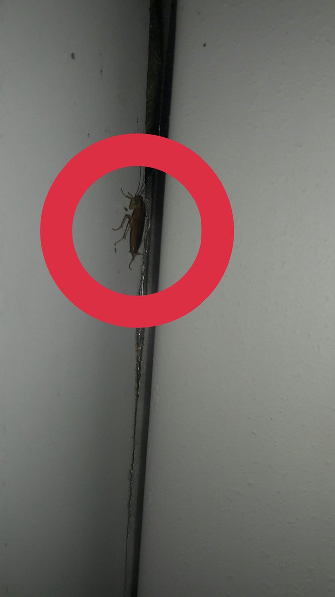 ankitkuupadhyay's tweet photo. Pictures from #RajdhaniExp Second Class 12441. We are not able to sit and sleep as the cockroaches and rats roaming in the berths and floor. Please look into it
@PiyushGoyal @PiyushGoyalOffc @manojsinhabjp @IRCTCofficial @RailwaySeva @IndianRailMedia https://t.co/vJxC5Skh2q