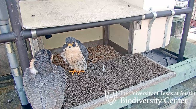 texas_IB's tweet image. Not one but TWO falcons are resting right now at the nest box on our falcon live cam! biodiversity.utexas.edu/resources/falc…