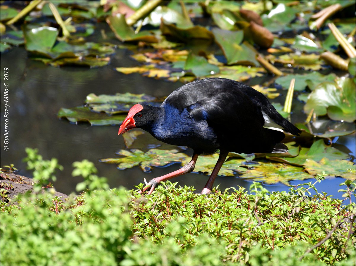 gpazymino's tweet image. A #pukeko we found at the Western Springs Lakeside Park in Auckland, #NewZealand #birds #wildlifephotography