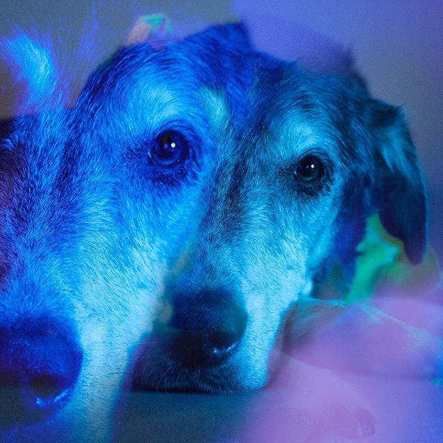 Mondays.
.
.
.
.
.
#mondaydog #mondaymoods #mondaymood #doubleexposure #seniordogsofinstagram #seniordogs #seniordogsrule #seniordogsrock #brooklyndog #bkdogs #dogsofnewyork #dogsofbrooklyn #aestheticdogs #topdogsofinstagram #excellentdogs #bluedog #mond… bit.ly/2CU9qHY