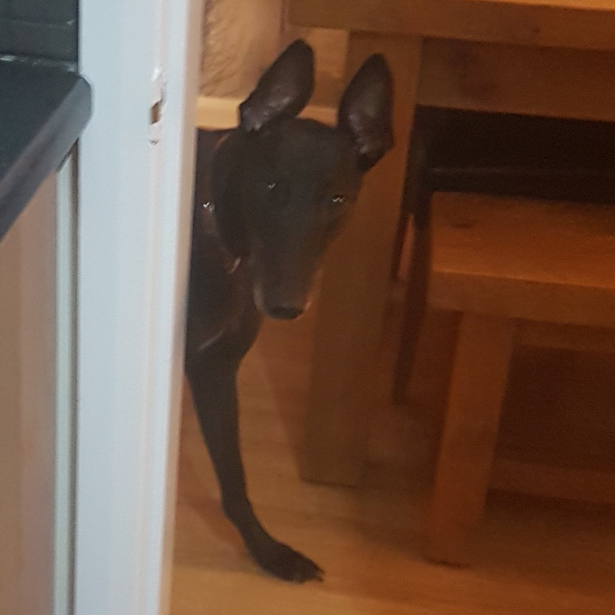 OzzyOzzyOzzy3's tweet photo. Mmm, curry 😋🐾🖤 #DogsOfTwitter #doglovers #Greyhounds #adoptdontshop #sighthounds #greyhoundrescue #greyhoundsmakegreatpets @sighthoundSC @TiaRescue1 https://t.co/0LlPAkLkur