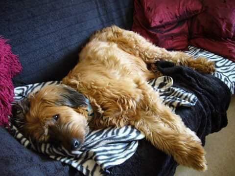 rosiedoc666's tweet image. WHERE IS FLORENCE #STOLEN after wandering from her garden 4/2/17 female #Briard 
‼️‼️‼️REWARD‼️‼️‼️💰 
#SuttonBonington #Notts CHIPPED she's around the size of a LABRADOR she had a slight limp when she was taken WHY did you take her? Her family NEED her home, her Mums 💔