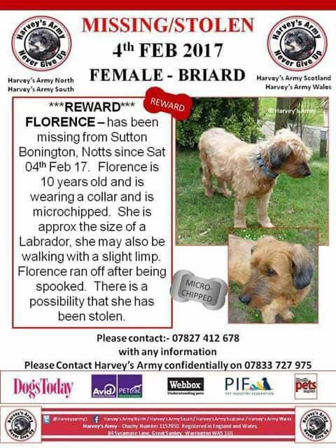 rosiedoc666's tweet image. WHERE IS FLORENCE #STOLEN after wandering from her garden 4/2/17 female #Briard 
‼️‼️‼️REWARD‼️‼️‼️💰 
#SuttonBonington #Notts CHIPPED she's around the size of a LABRADOR she had a slight limp when she was taken WHY did you take her? Her family NEED her home, her Mums 💔