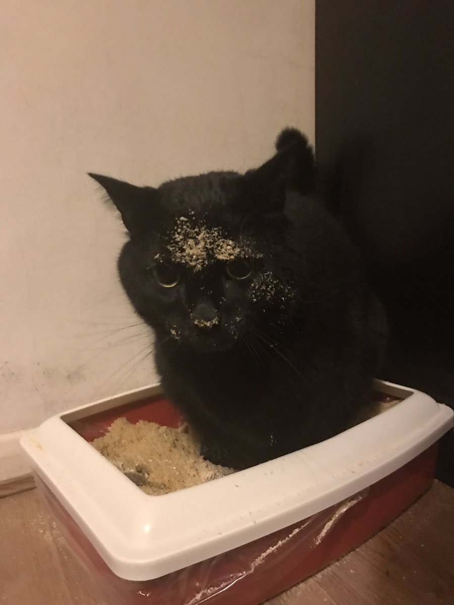 AbbyArcanine's tweet photo. The look of sheer guilt after throwing half the tray on the floor. 

#poocat https://t.co/lSCczBjrKC