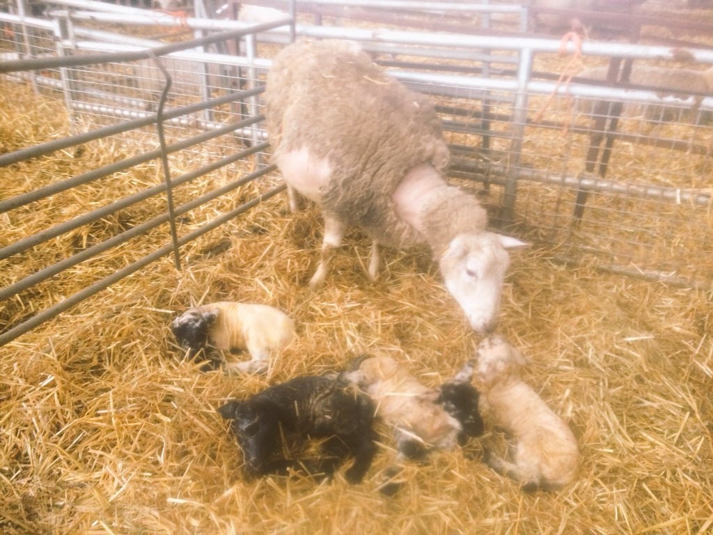 Experienced lambing shepherd required from March 5th for 2/3 weeks. Accommodation available. Good setup . TMR fed flock. DM for details
