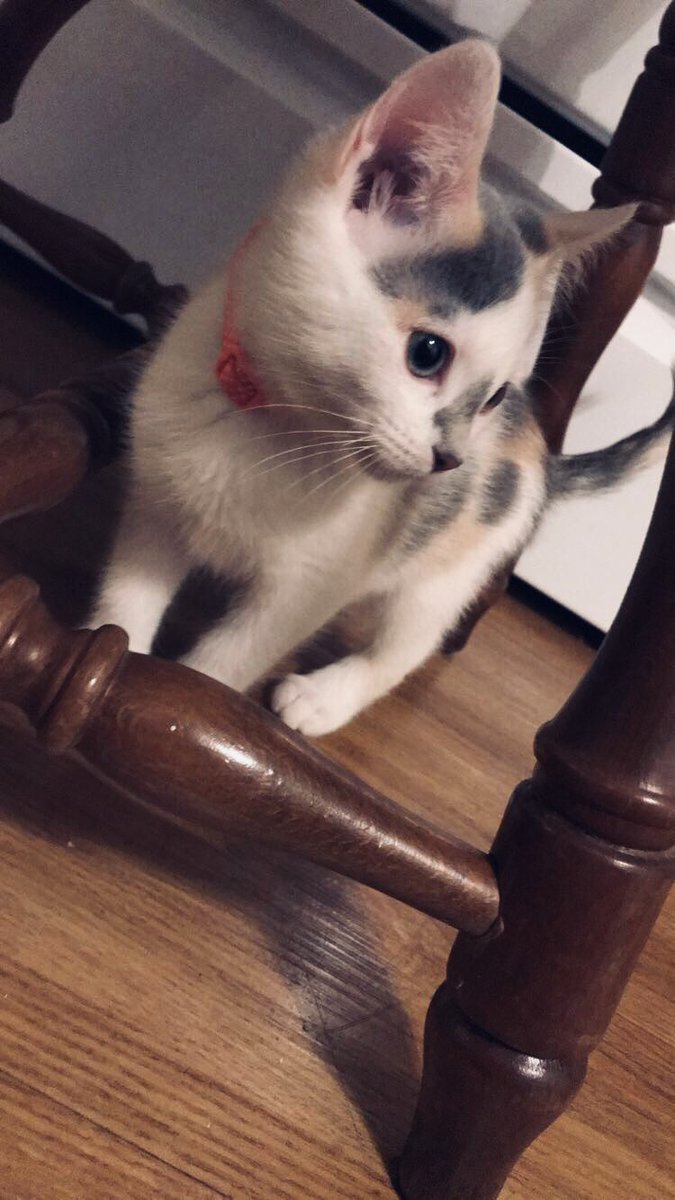 annabananerzz's tweet photo. I miss my cat https://t.co/TyLLzIgqjG