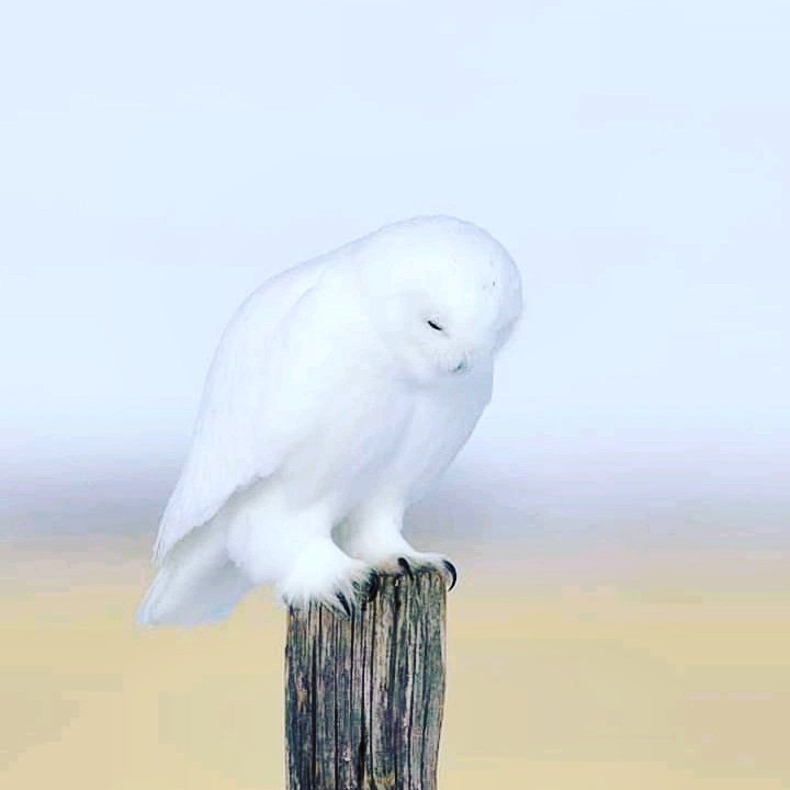 DIAM4EVA's tweet image. 