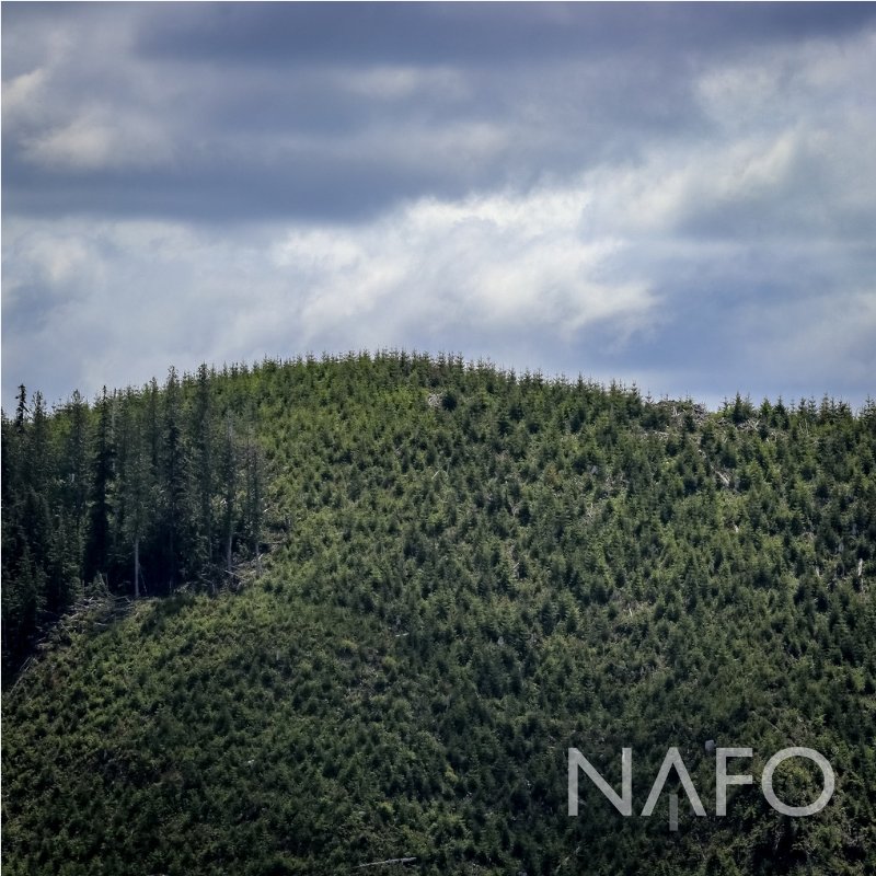 NAFO_Forests's tweet photo. A recently planted hillside.
Every year in the United States, private forest owners plant 40% more than they harvest. #WeReplant #forestproud #sustainability #renweable #greenbuildingmaterial #trees #modernforestry https://t.co/KymS78JbVe