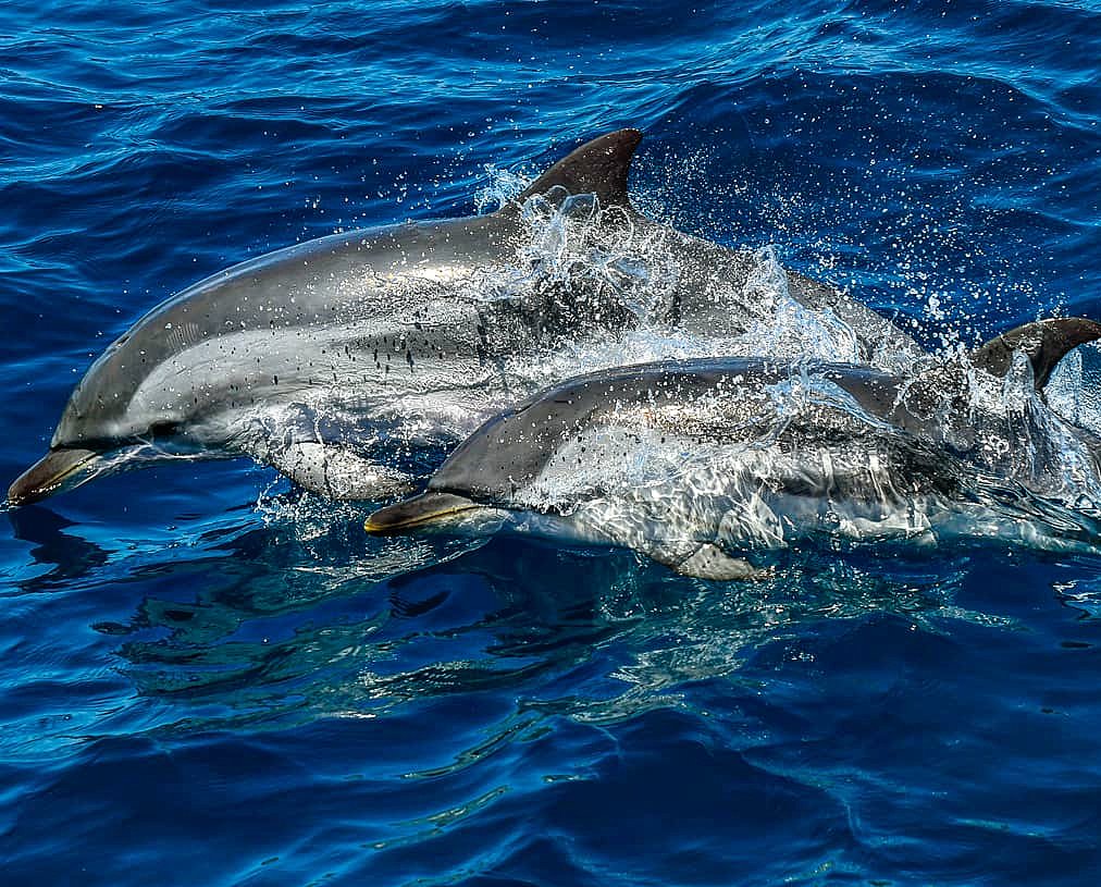 'La libertad muere si no se usa.'
.
#stripeddolphin #delfinlistado #stenellacoeruleoalba #dolphin #delfin #tarifa #straitofgibraltar #photographypassion #photographyworld @TurmaresTarifa