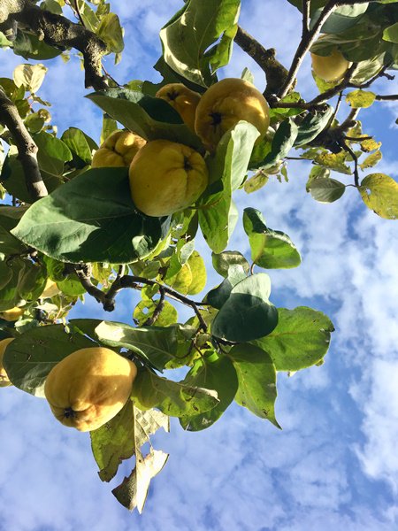 CincCuina's tweet image. resum d'un any i una recepta: #conill de bosc amb #codony inspirat en una recepta de la @Xef_Ruscalleda  #CarmeRuscalleda 
post aniversari #cuinacinc 
cuinacinc.blogspot.com/2018/12/resum-… … …
Tres restaurants: #pairaïm  @DisfrutarBCN #lhortatavertet 
#Receptes #picassocuina  oficis