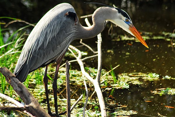 adubspreview's tweet photo. New artwork for sale! - "Bird looking for it's Prey" - https://t.co/4ecRYPBkdc @fineartamerica https://t.co/UBiN61yLxV